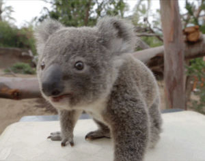 koala,san diego zoo,funny,cute,animals,lol,baby,joey