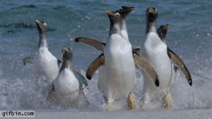 water,penguins