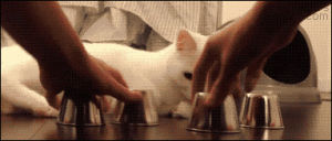 Гифка животные какаду кружка гиф картинка, скачать анимированный gif на ...