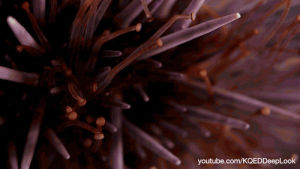 biology,purple sea urchin,ocean,macro,sea urchins