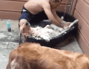 dog,bath,clean,scrubbing