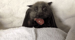 bat,animals,grape