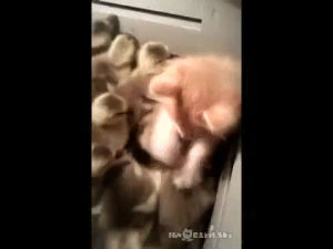 pussy,hungry,chicks