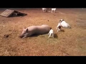 baby,pig,animals being jerks,stomps
