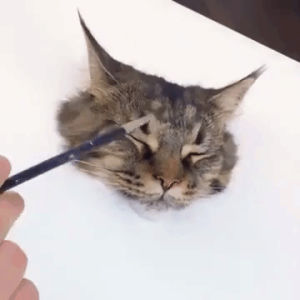 cat,brush,brushies