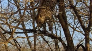 animals,nature,leopard,majestic,david attenborough,bbc africa
