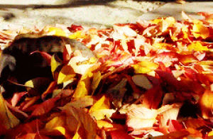 autumn,cat,leaves