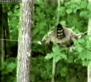 tightrope,animals,cute,raccoon