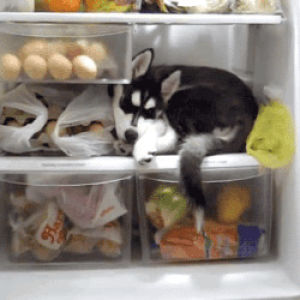 dog,fridge