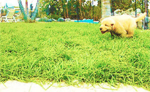 animals,dog,running,grass,golden retriever