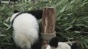panda bears,falling,panda,animals,animal,climbing,panda cub