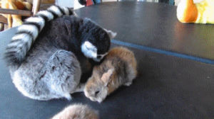 animals,hug,bunnies,wants,lemur