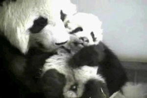 snuggling,animals,baby,panda,baby panda
