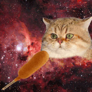 cat,space,cats,omg