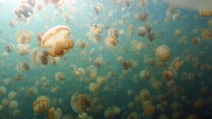 swimming,bloom,jellyfish