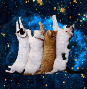 stars,cute cat,kitties,cute,galaxy,cute cats,galaxies,allyn rachel,weareallalittle crazy