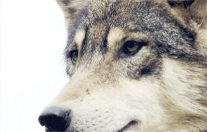 wolf,wild,animal,snow,indie,power