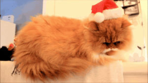 cat,christmas,hat