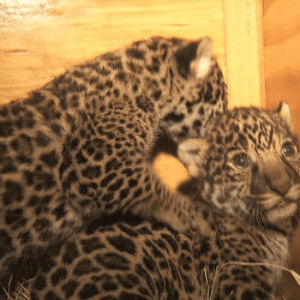 jaguar,cute,animals,cats,jaguars,baby animals