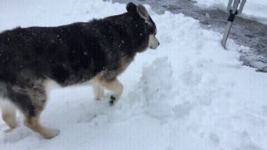wallace,reaction,dog,march,snowfall