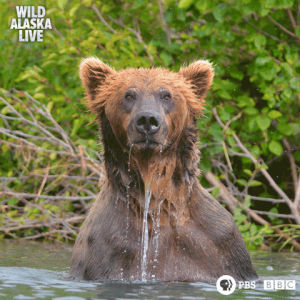 spinning,bear,funny,bbc,bbc one,alaska,ears,alaska live,brown bear,skill