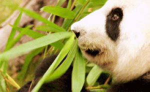 bamboo,animals,cute,eating,panda,plant
