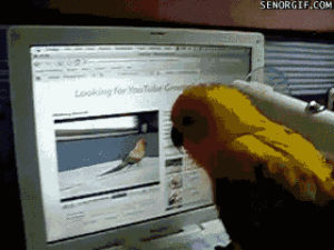 parrot,animals,video,youtube,computer,bird,birds,computers,irony