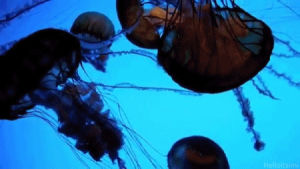 jellyfish,jellfish,pretty,sea
