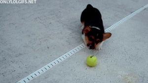 excited,puppy,tennis ball