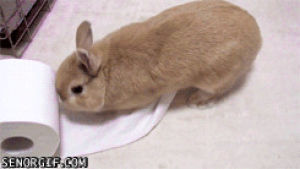 animals,excited,rabbit,toilet paper