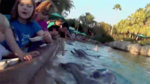 dolphin,stealing,zoo,greedy,food,hungry,aquarium,little girl