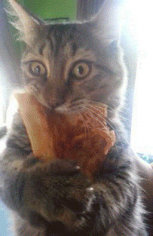 funny cat,i love pizza,love food,caturday,food,pizza,cats,pizza month,world food day