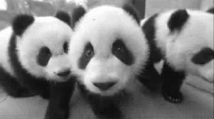 pandas,animals,young,baby pandas