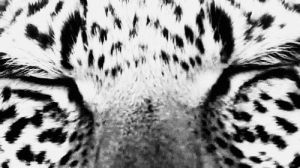 leopard,white leopard,beautiful,wild,blue eyes,wild animal,eyes