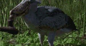 shoebill stork,animal,bird
