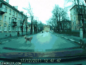 dog,animals,run,street,traffic,what are you doing dog you dont even have training