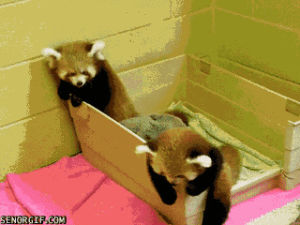 want,cute,red pandas,animals,high five,climbing,red panda,patting