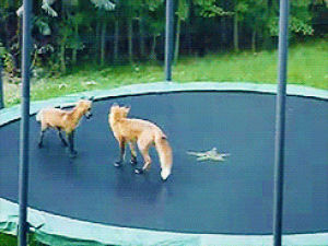 fox,trampoline,animals,jumping