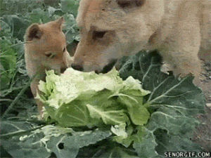 salad,shibas,enjoy,lettuce,shibasdogs