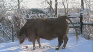 cow,snow,old,playing