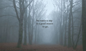 quotes,forest,trees,fog