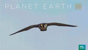 glide,bird,city,fly,cities,planet earth 2,bbc earth,soar,erupting