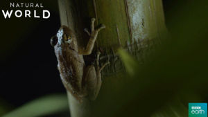 puerto rico,leap,jump,scared,bye,frog,leave,exit,bbc earth,natural world