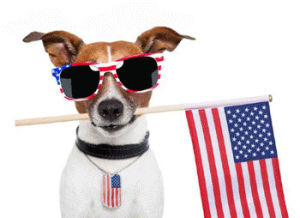 dogs,july,fourth of july