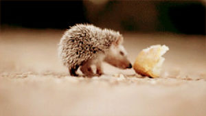 hedgehog,sniff,animals,breadcrumb