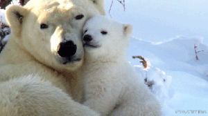 awww,snuggle,bear,baby,love,cute,animals,animal,cuddle,polar bear,polar bears