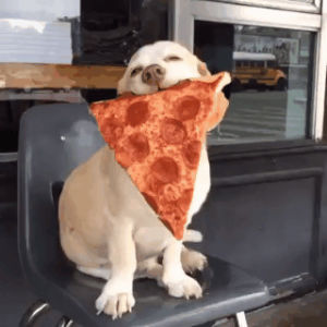 pizza dog,love,pizza,aww