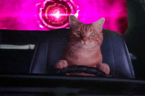 neon,trippy,meow,driving,cat,psychedelic