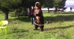 bear,hula hoop,i got this,russia,trained