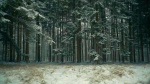 cinemagraph,trees,forest,nature,snow,winter,ice,snowing,living stills